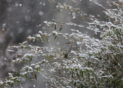 吹雪のWhite-crowned Sparrow