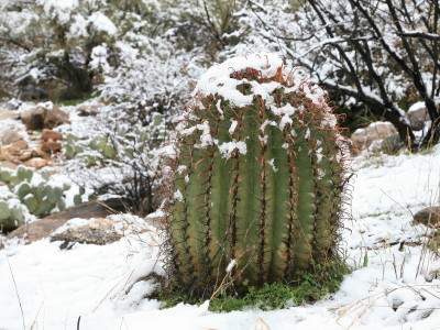 雪とBarrel Cactus