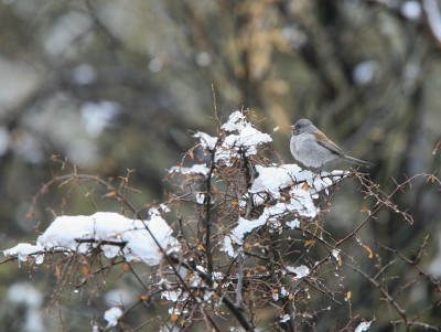 Black-chinned Sparrow