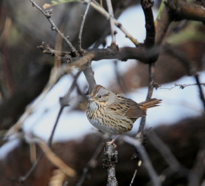 Lincolns Sparrow