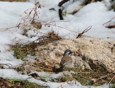Black-throated Sparrow