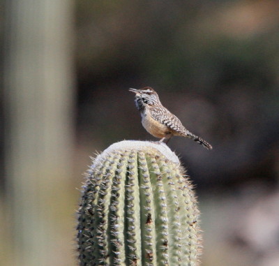 Cactus Wren