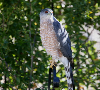 Coopers Hawk ♂ 1