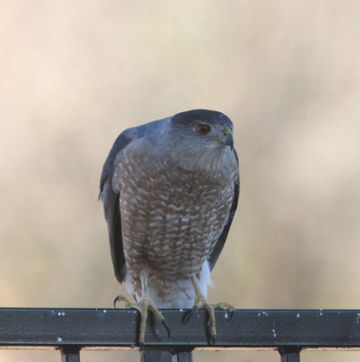 Coopers Hawk ♂ 2