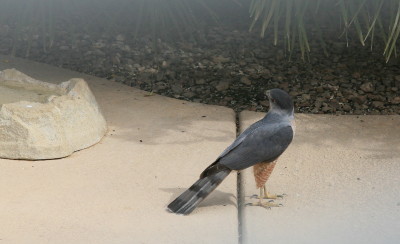 Coopers Hawk ♂ 3