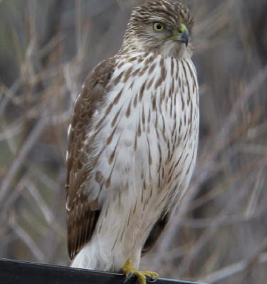 Coopers Hawk ♀