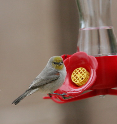 Verdin 1
