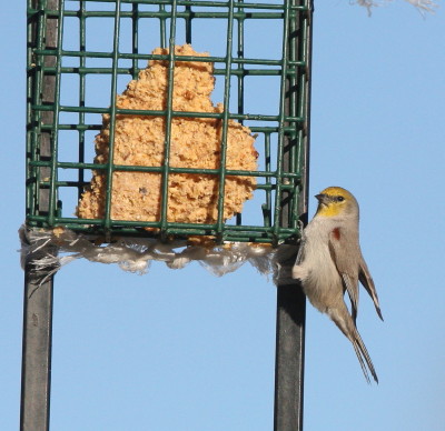 Verdin 2