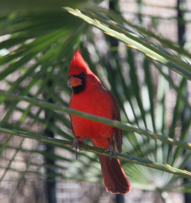 Northern Cardinal ♂
