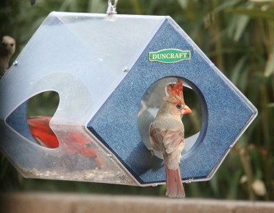 Northern Cardinal ♀