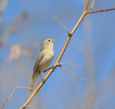 Lucys Warbler 1