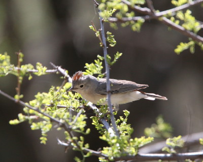 Lucys Warbler 2