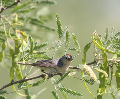 Lucys Warbler 3