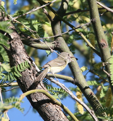 Bells Vireo 1