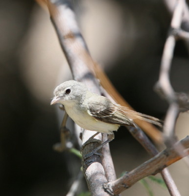 Bells Vireo 2