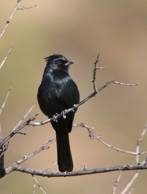 Phainopepla ♂