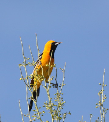 Hooded Oriole