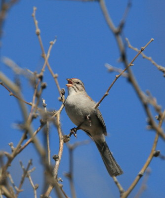 Rufous-winged Sparrow