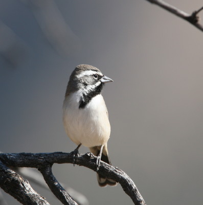 Black-throated Sparrow
