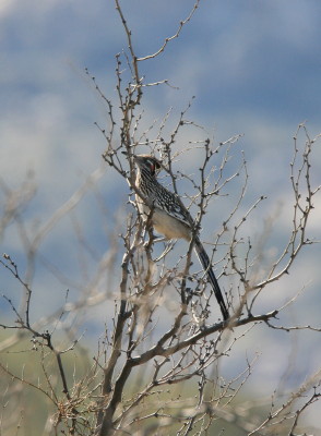 Greater Roadrunner