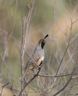Gambels Quail 1