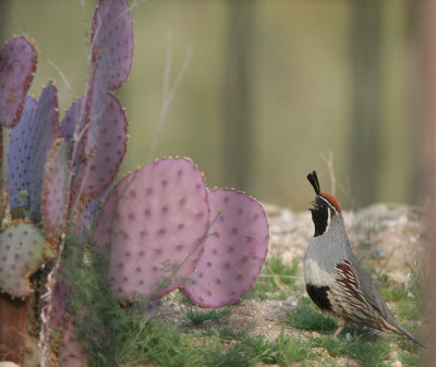 Gambels Quail 2