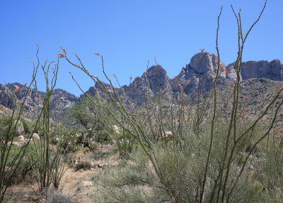 Ocotillo & Puschridge Mt.