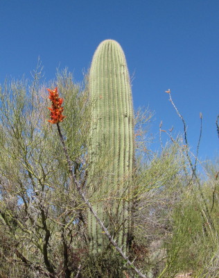 Ocotillo & Saguaro
