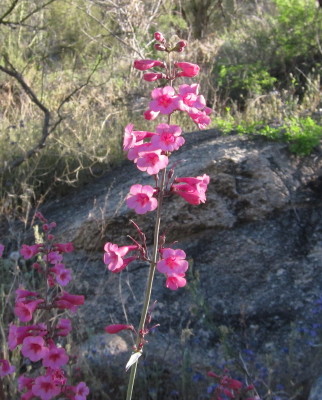 Parry Penstemon Flower