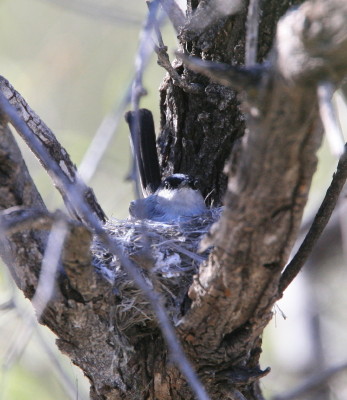 Black taled Gnatcatcher 1