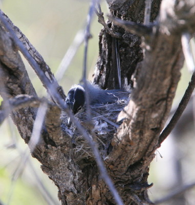 Black tailed Gnatcatcher 2