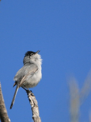 Black tailed Gnatcatcher 3