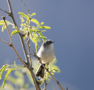 Black tailed Gnatcatcher 4