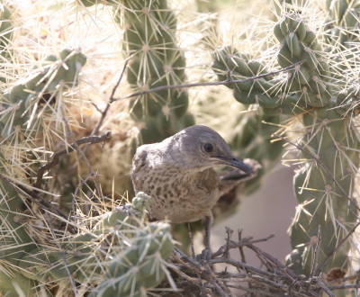 Curve billed Thrasher