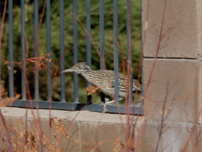 Greater Roadrunner 1