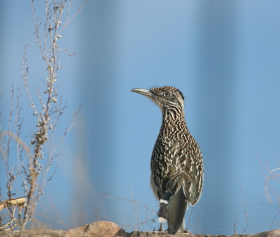 Greater Roadrunner 2