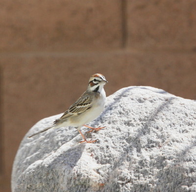 Lark Sparrow 1