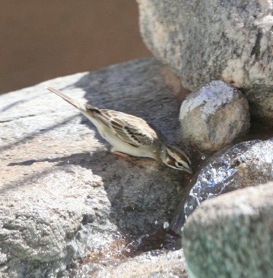 Lark Sparrow 2