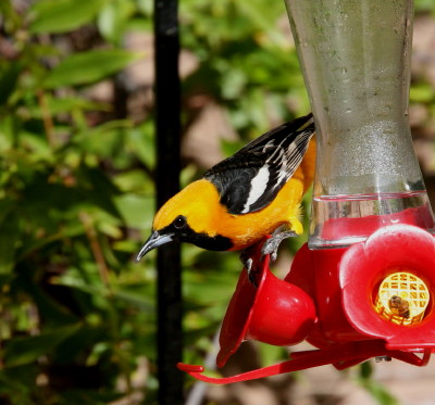 Hooded Oriole 1