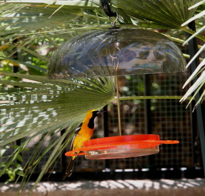 Hooded Oriole 2