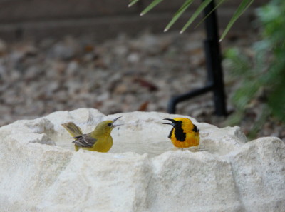 Hooded Oriole ♂♀水浴び