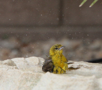 Hooded Oriole ♀水浴び