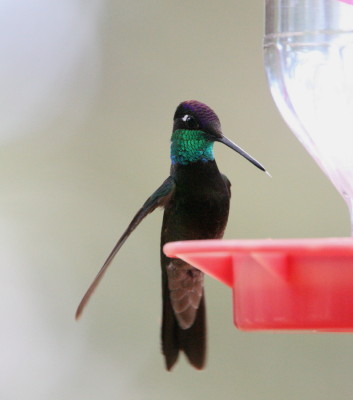 Magnificent Hummingbird