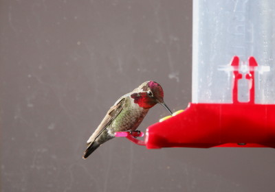 Annas Hummingbird