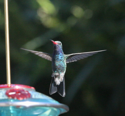 Broad billed Humm.