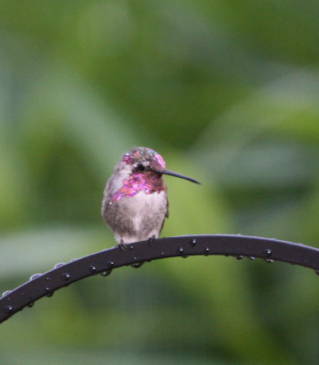 Costas Hummingbird