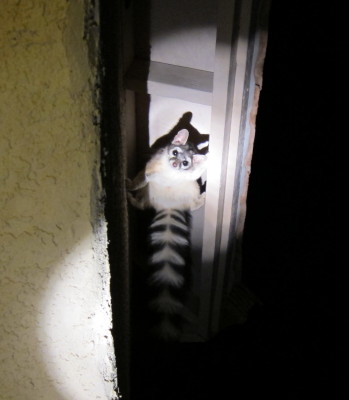 Ringtail 1
