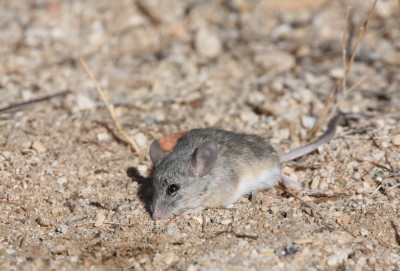 Cactus Mouse