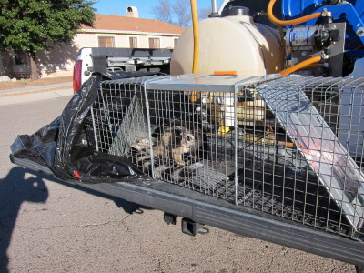 Ringtail captured