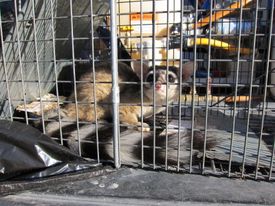 Ringtail captured 2